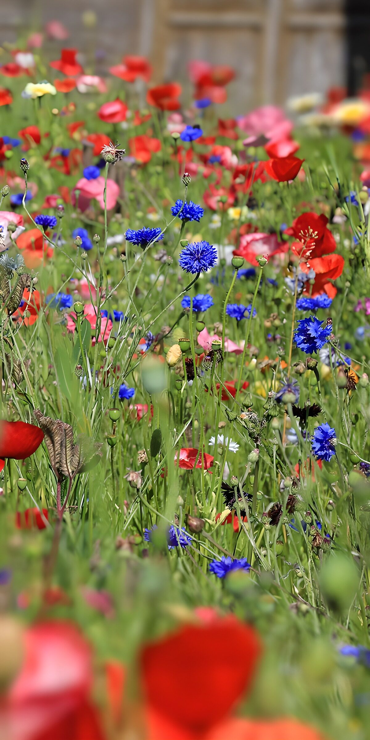 HPDK42414: Sommerlys mellem valmuer og kornblomster