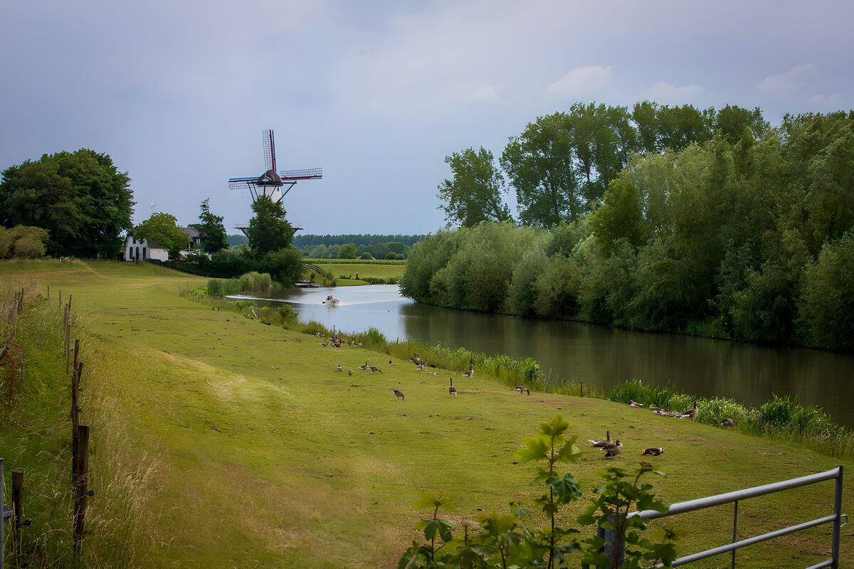HPDK98780: Gæs og vindmølle ved det stille vand