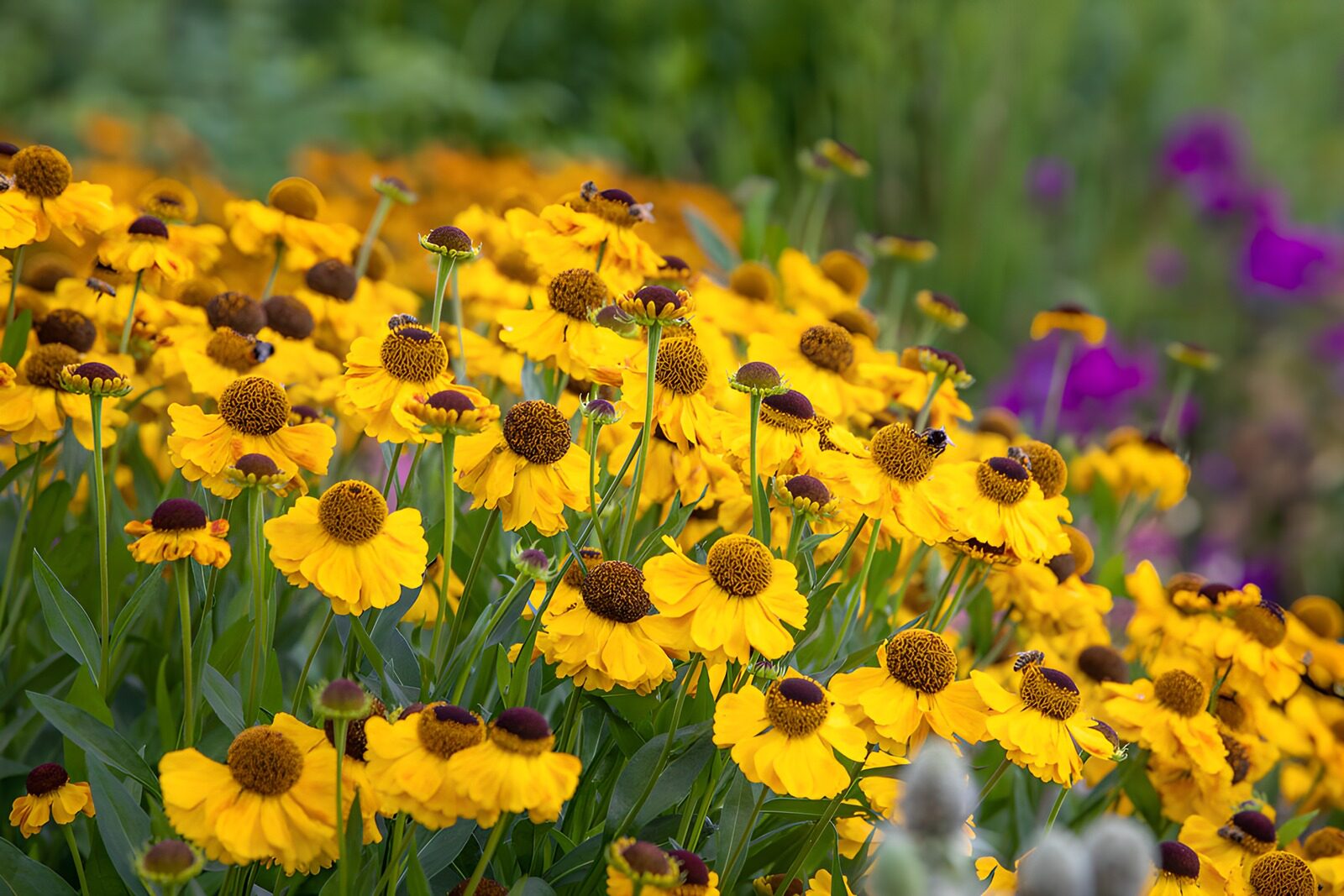 HPDK27674: Gule blomster i et frodigt sommerbed