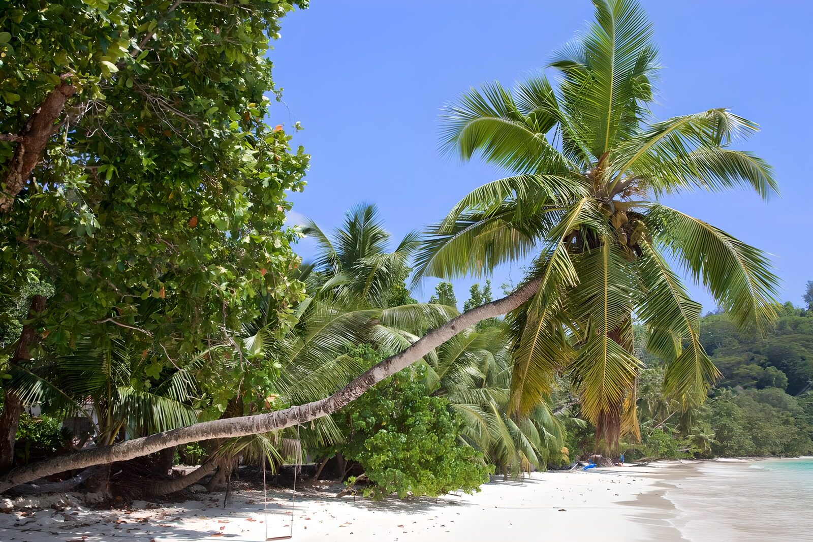 HPDK60885: Krum kokospalme over den lyse strand