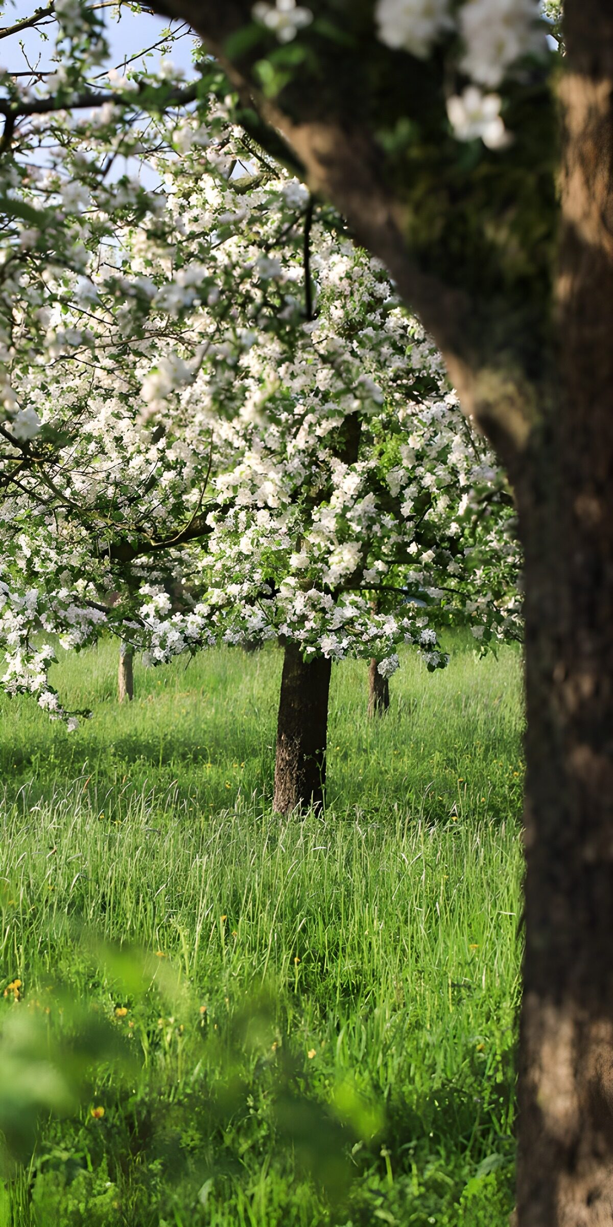 HPDK99471: Blomstrende frugttræer i forårssol