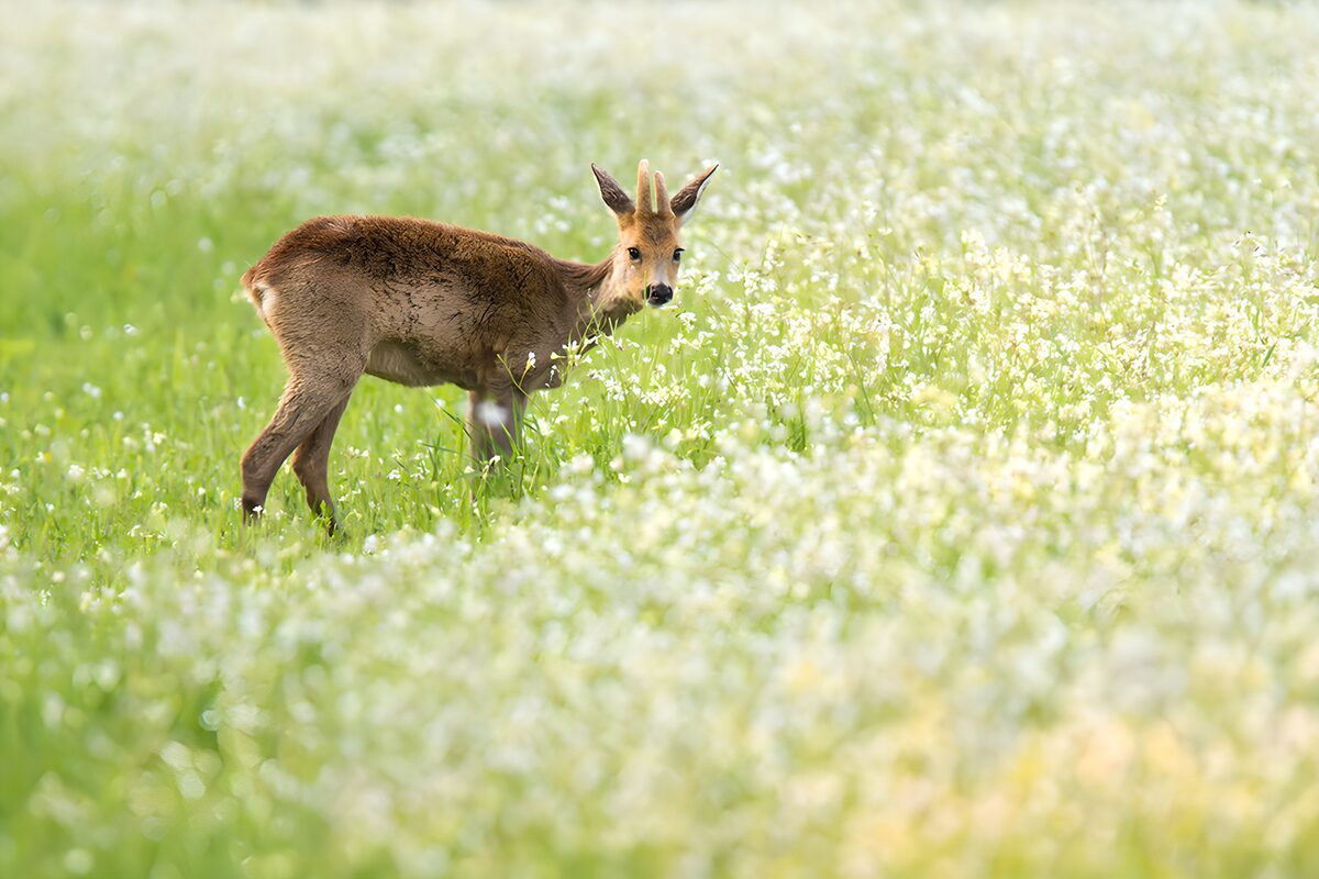 Råbuk i en stille eng med hvide blomster