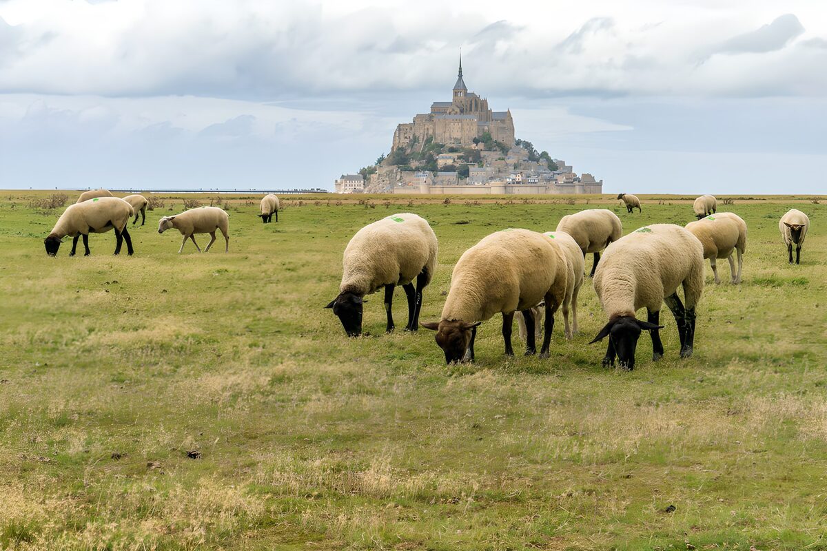 Får og landlig ro ved Mont Saint-Michel