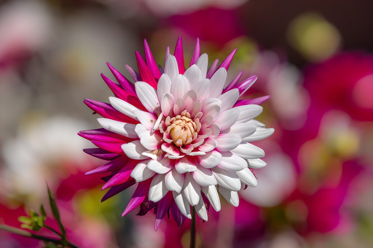Hvid og lilla dahlia i sollys