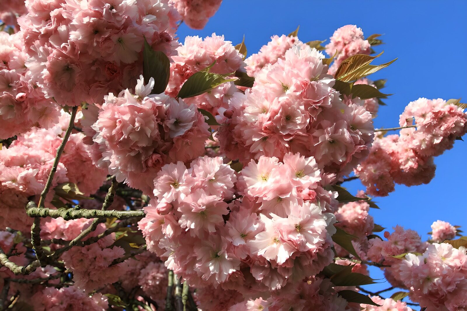HPDK51647: Lyserøde kirsebærblomster i forårssol