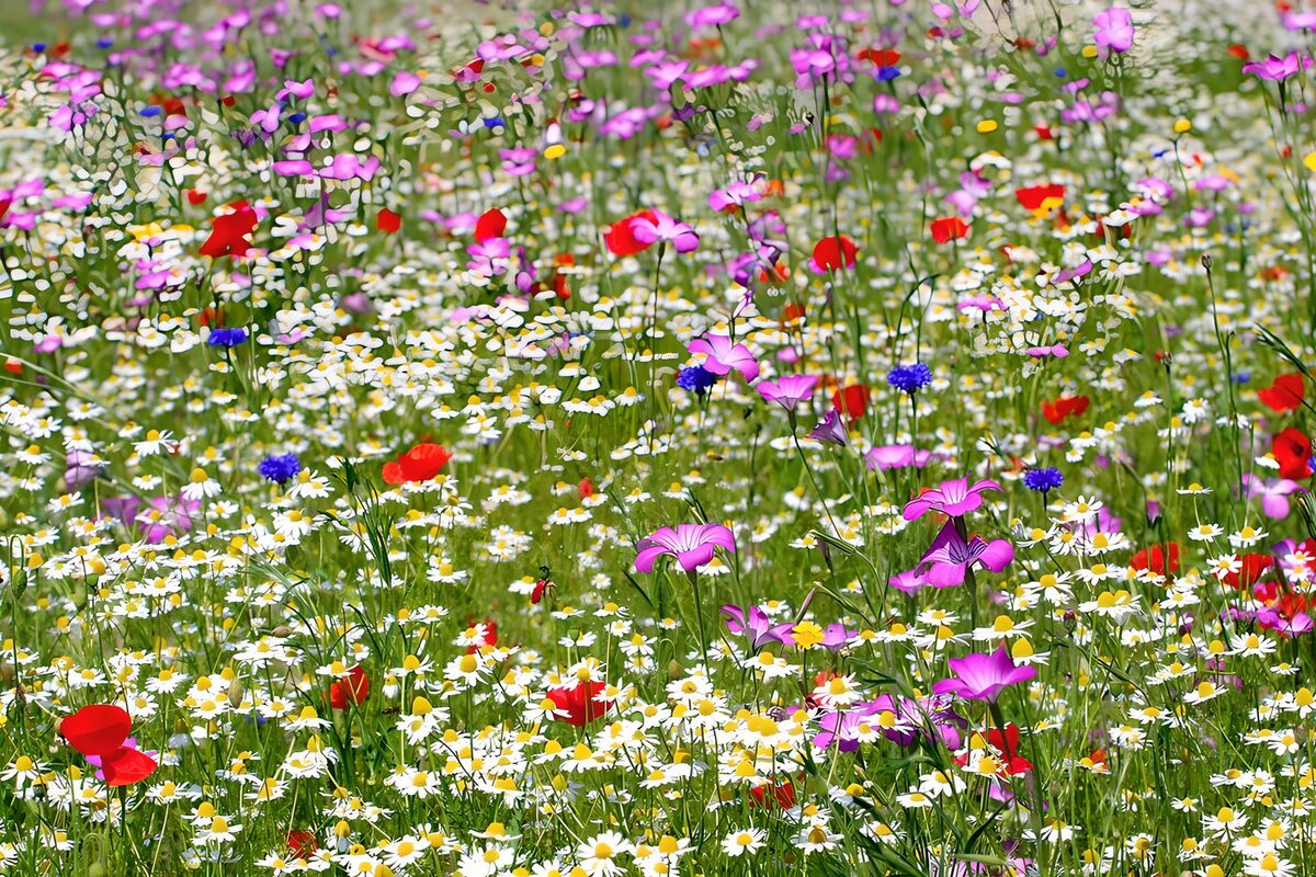 Sommereng med valmuer og kornblomster