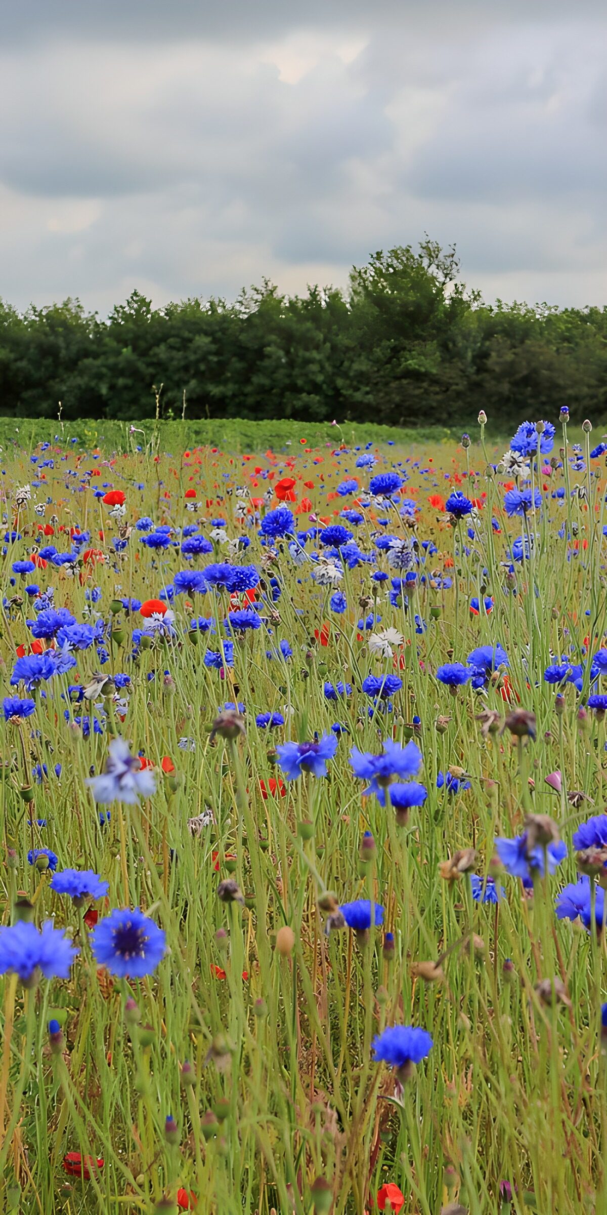 HPDK31364: Kornblomster og valmuer under grå skyer
