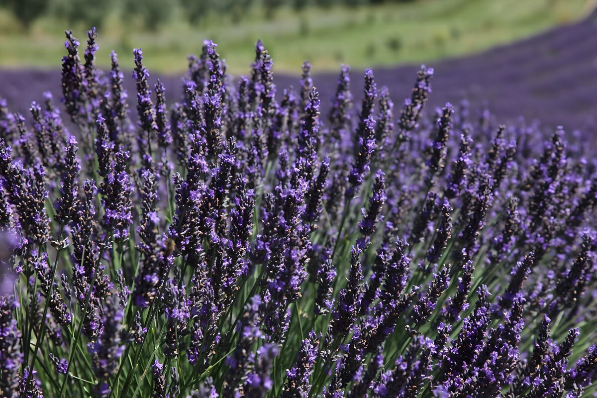Lavendel i tæt, lilla sommerflor