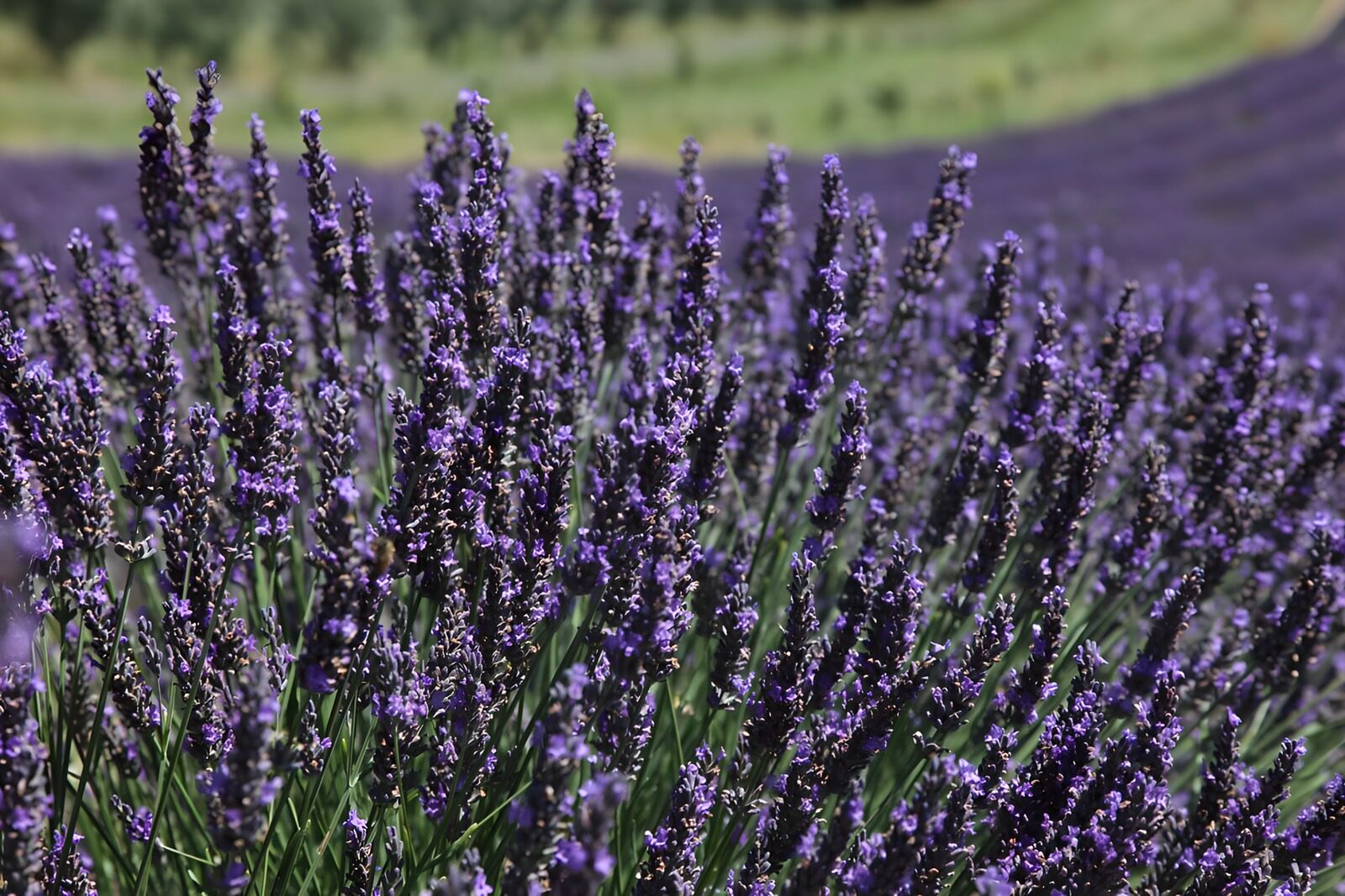 HPDK27902: Lavendel i tæt, lilla sommerflor