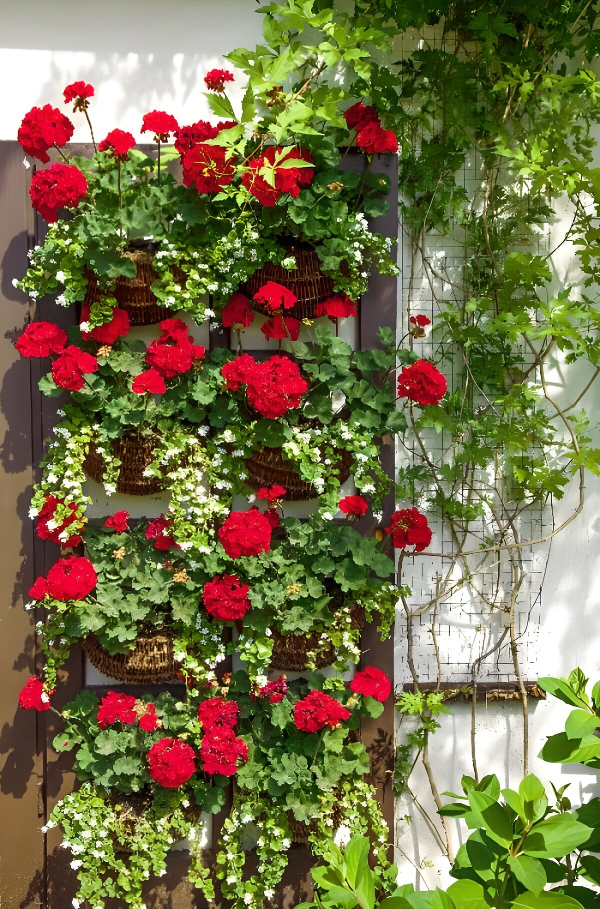 HPDK48698: Røde pelargonier i solbeskinnede kurve