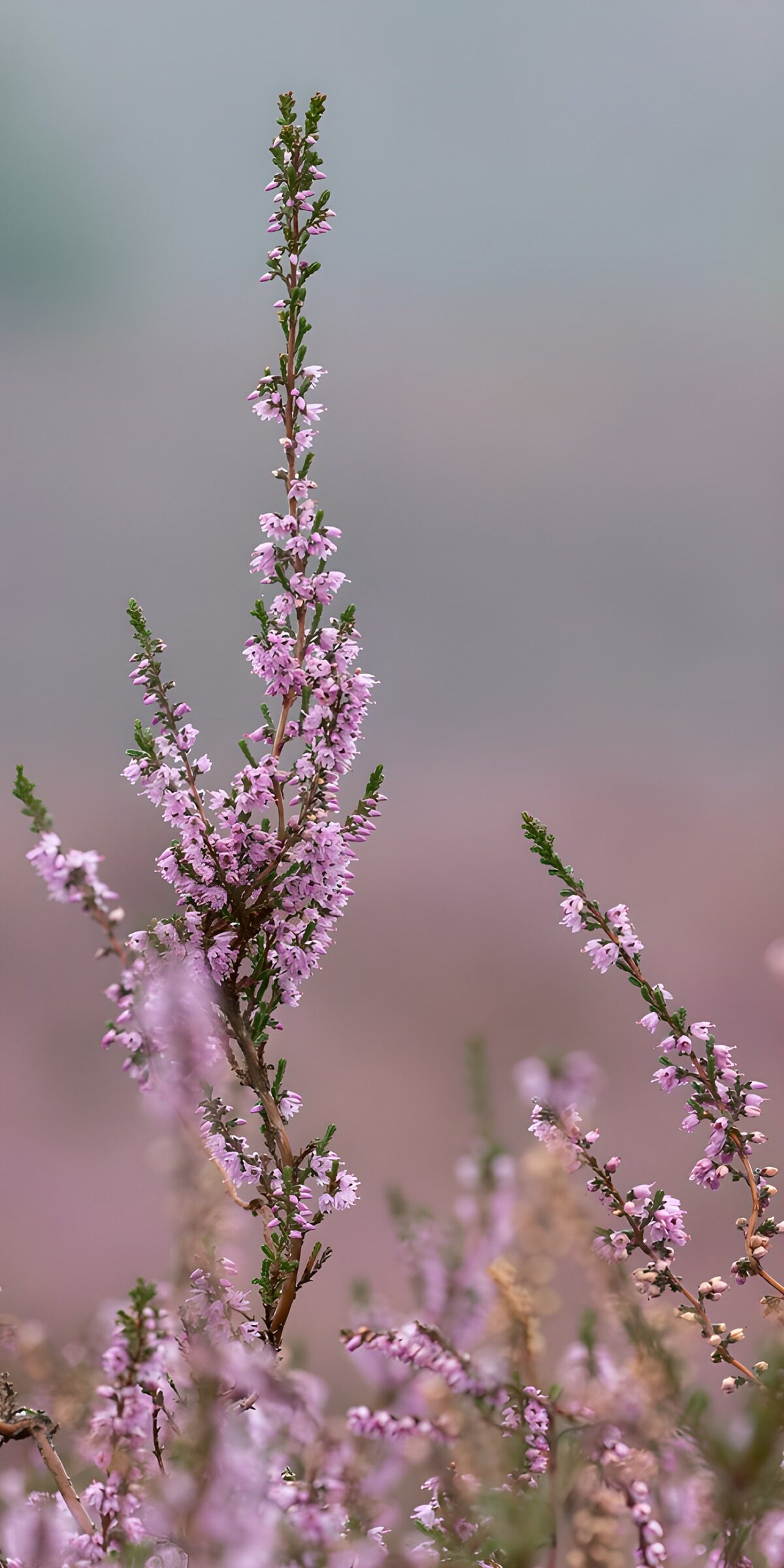 HPDK37855: Blomstrende hedelyng i blødt lys