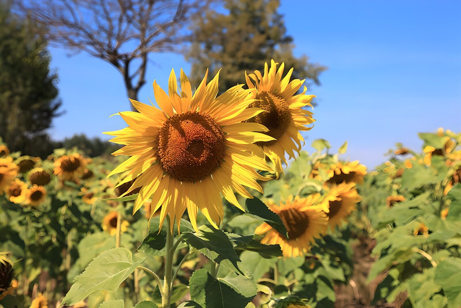 HPDK47555: Solsikker på en solrig sommerdag