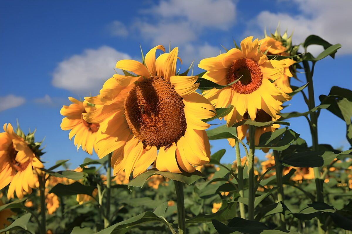 Solsikker under en blå sommerhimmel