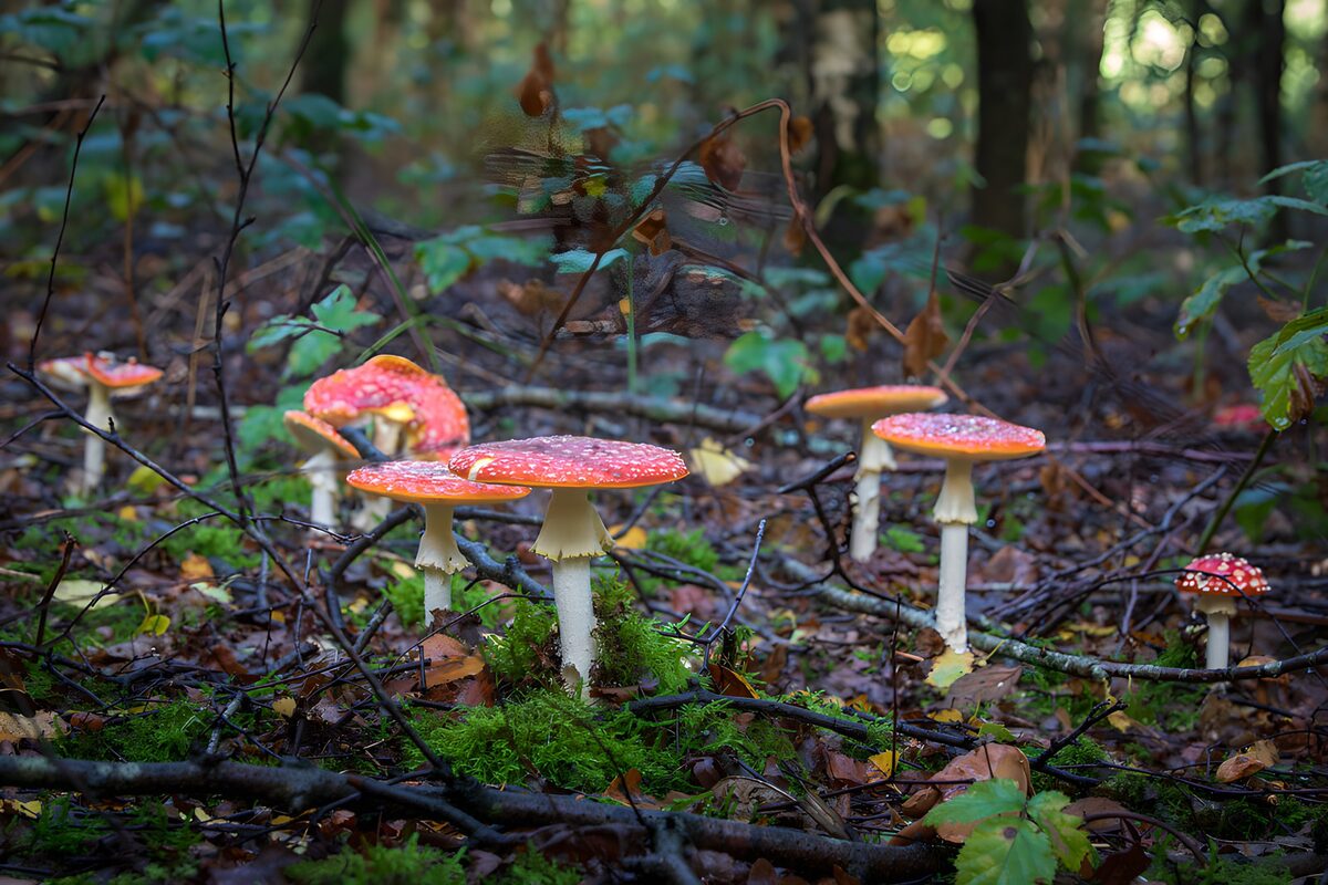 Røde fluesvampe i mos og efterårslys