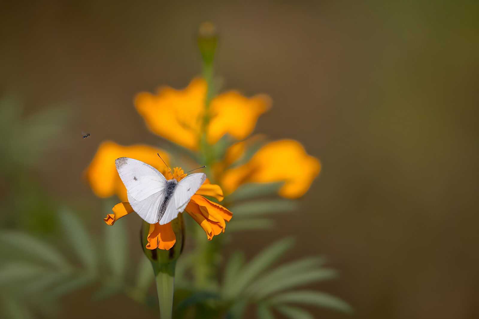 HPDK50172: Hvid sommerfugl på orange blomst