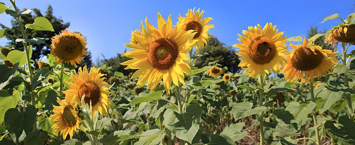Gule solsikker i fuld sommersol