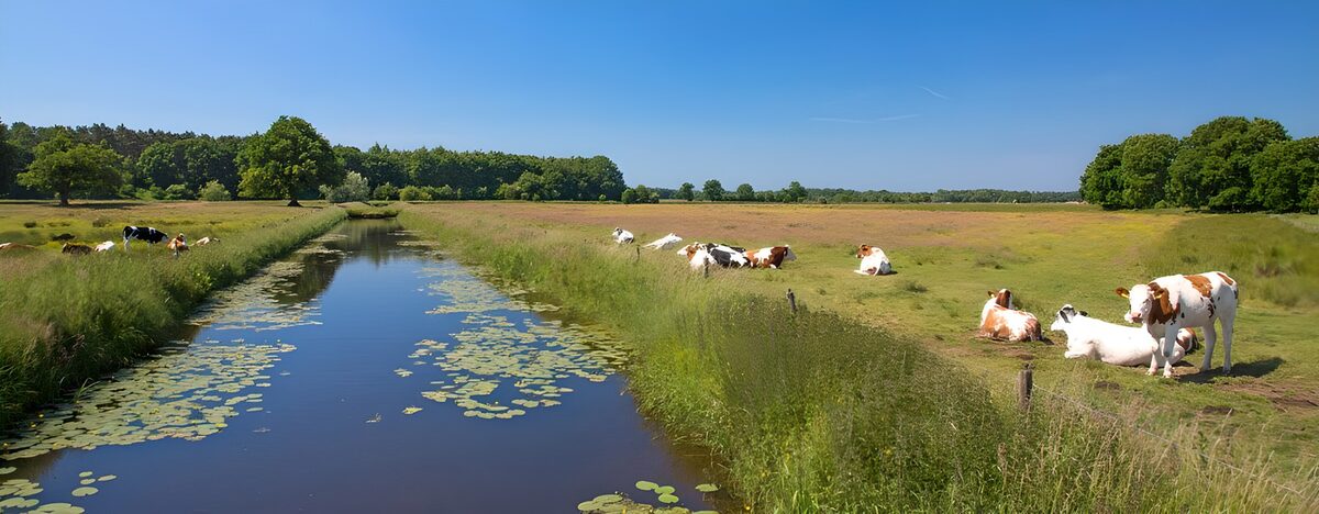 Køer på engen ved den stille kanal