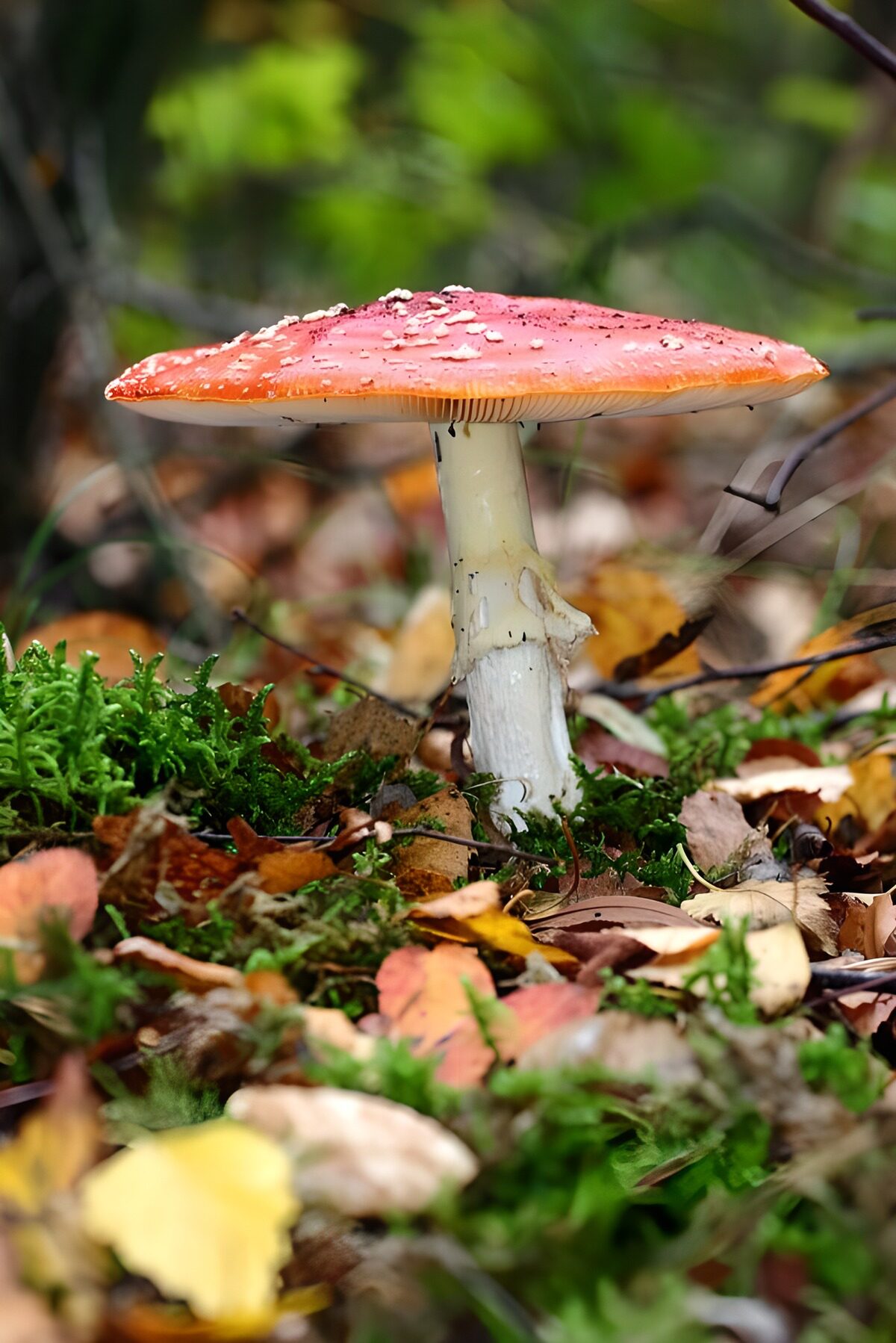 Rød fluesvamp i mos og efterårsløv