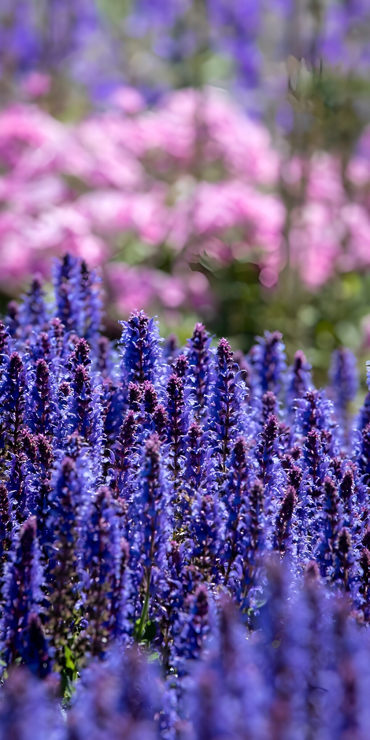 HPDK19551: Blåviolette blomster mod en blød rosa baggrund