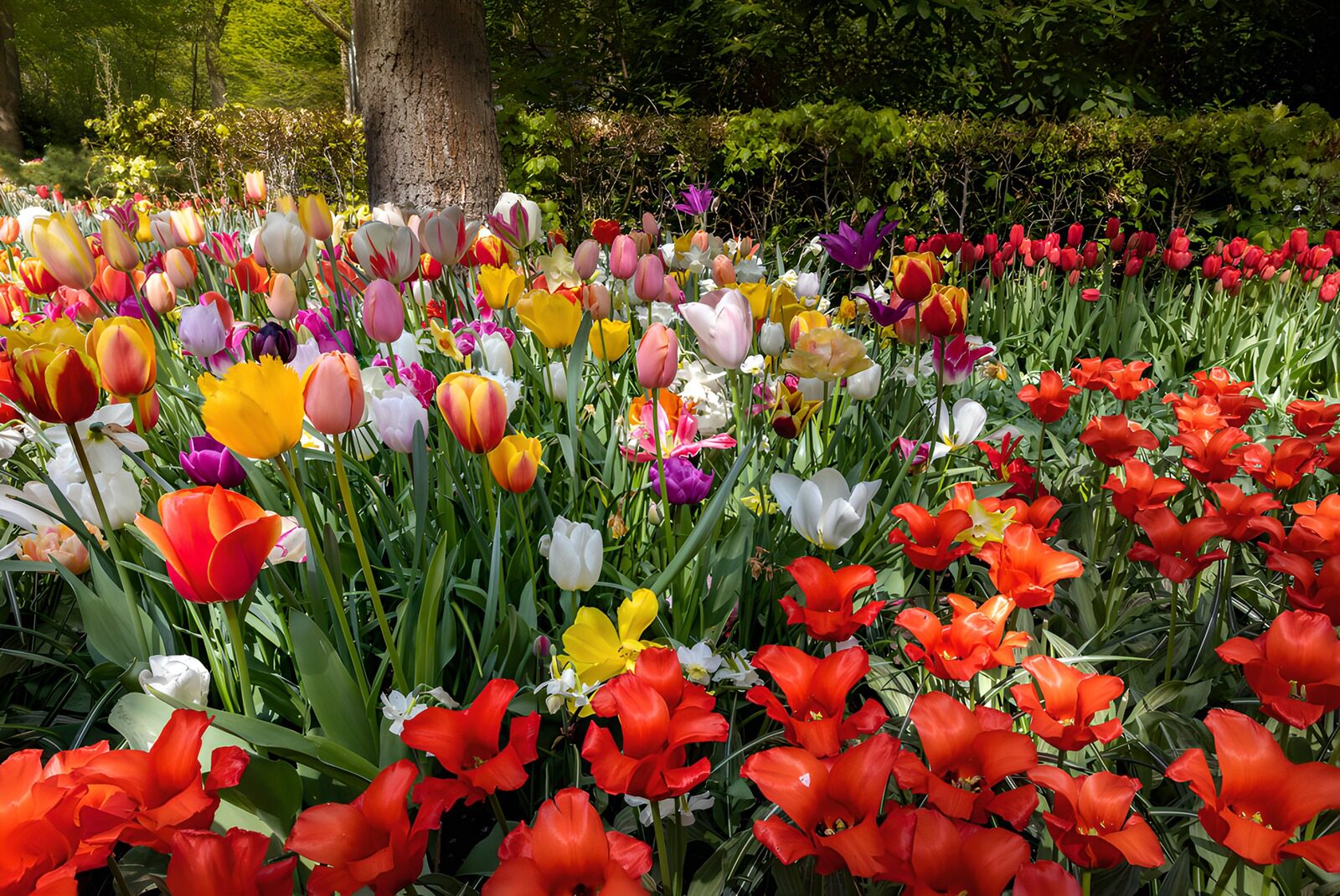 HPDK30551: Farverigt forårsbed med tulipaner