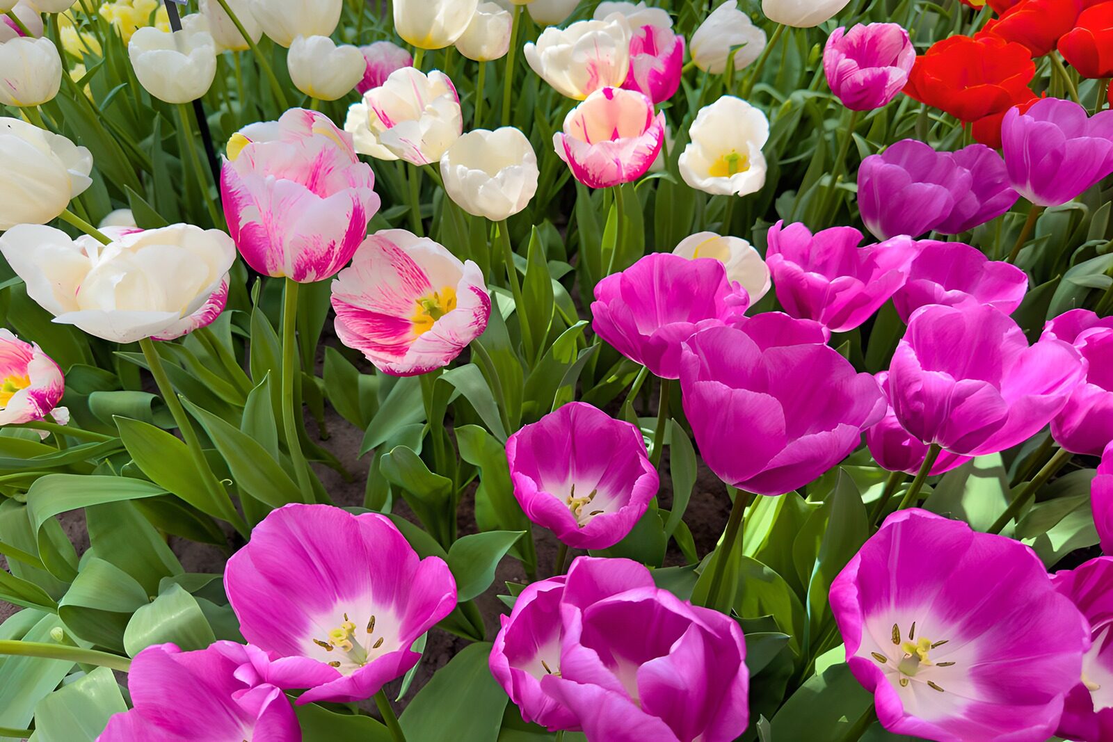 HPDK20047: Pink og hvide tulipaner i forårssol