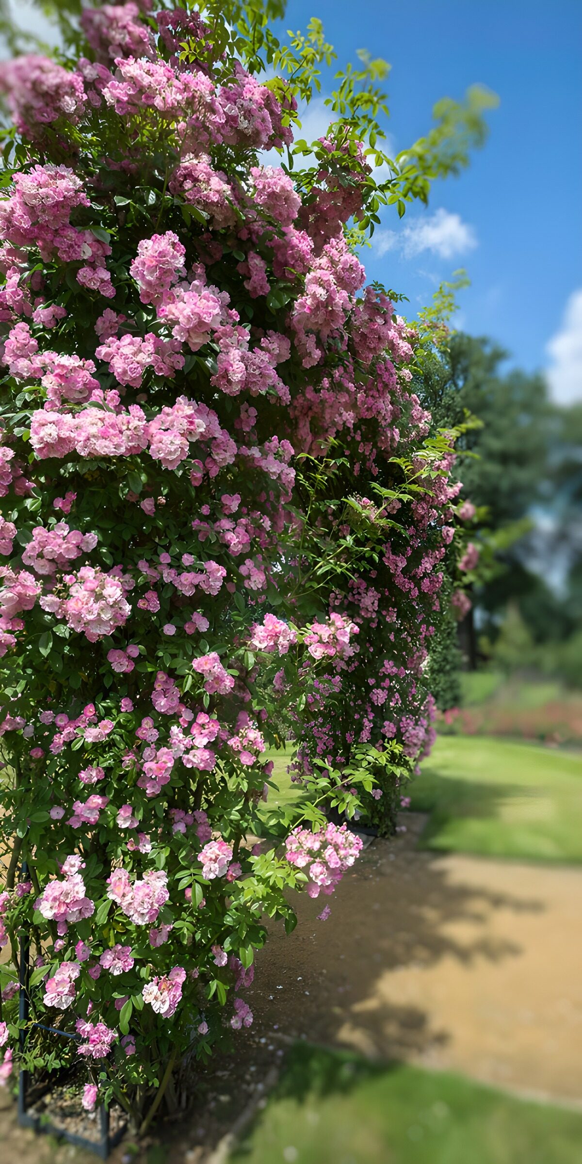 HPDK49162: Rosa rosenbusk i sommersol