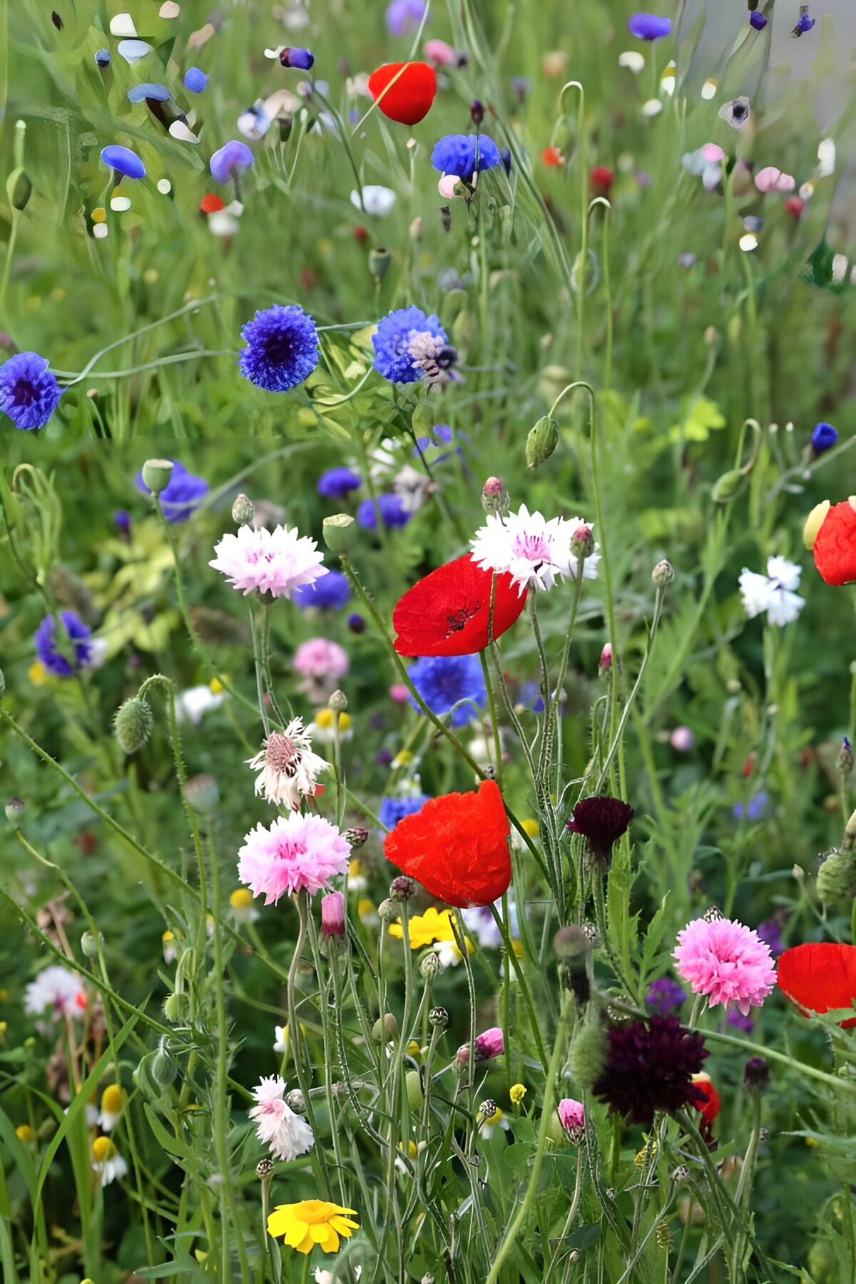 Valmuer og kornblomster i sommerflor