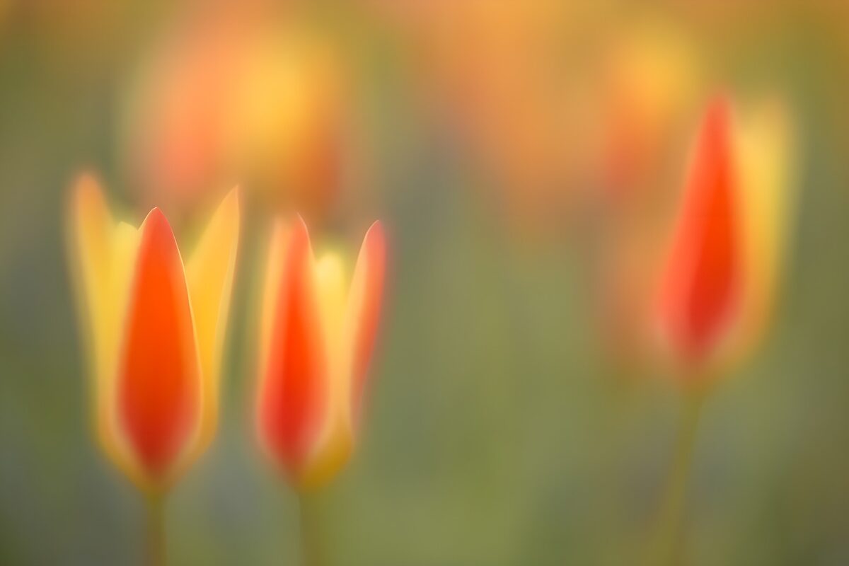 Røde og gule tulipaner i blødt lys