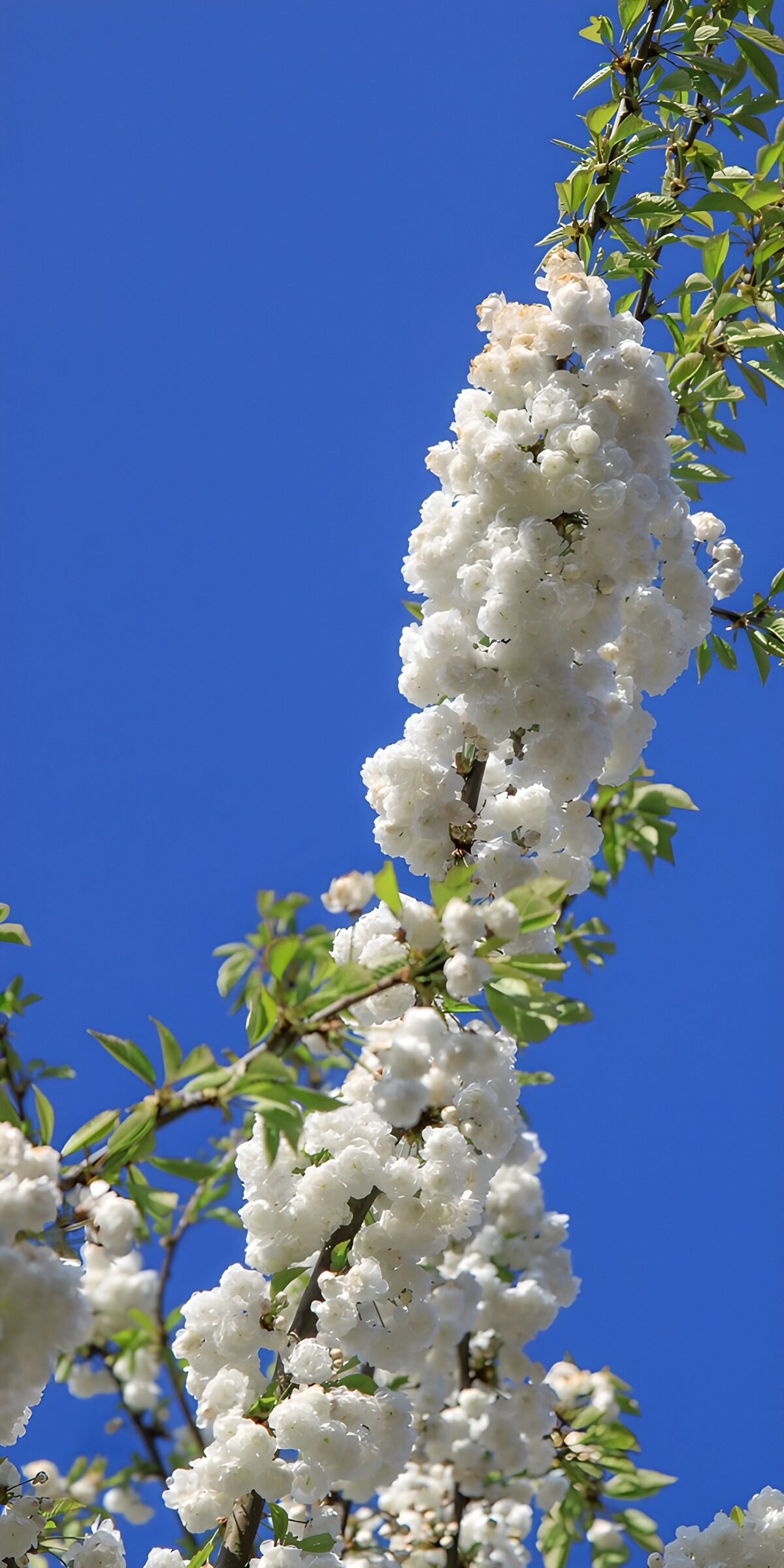 HPDK25355: Hvid blomstergren mod blå forårshimmel