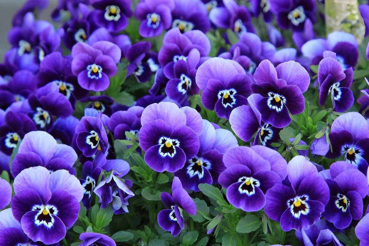Lilla stedmoderblomster i tæt flor