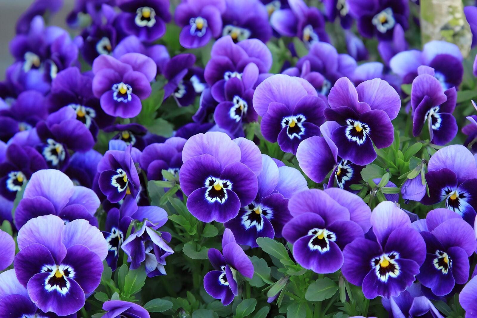 HPDK50211: Lilla stedmoderblomster i tæt flor