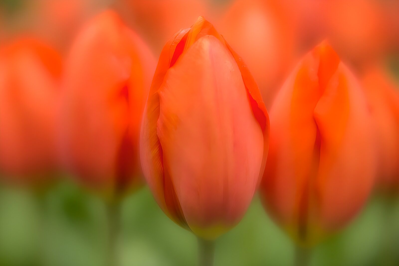 HPDK40333: Orange tulipanknopper i blødt lys