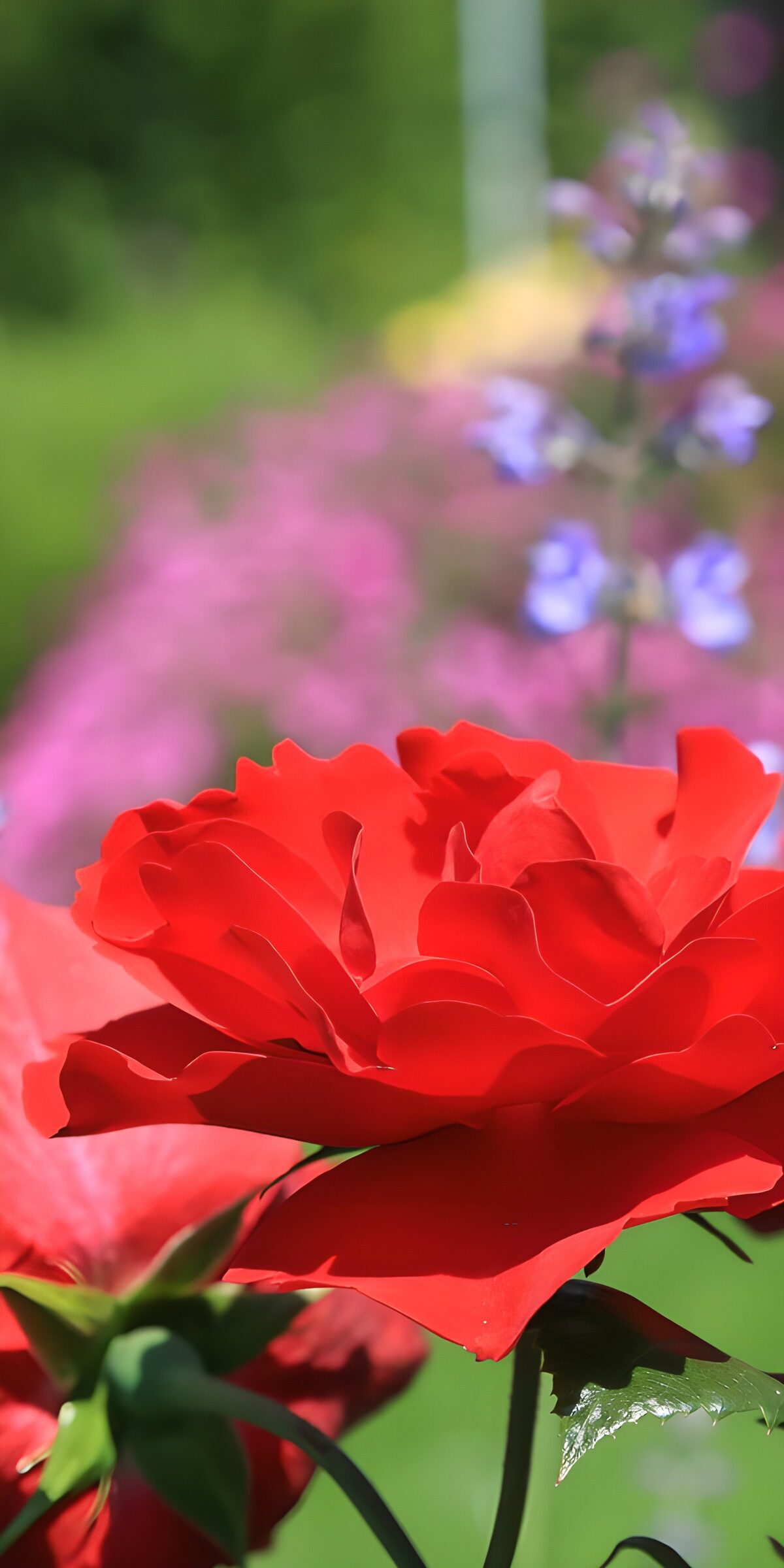 HPDK50242: Rød rose i sollys