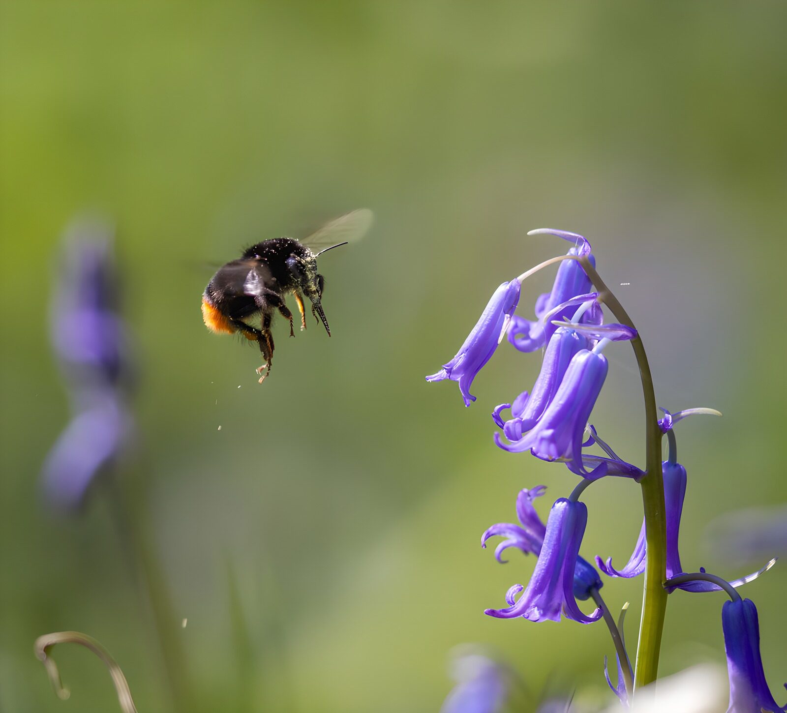 HPDK14355: Humlebi i flugt ved blå blomster