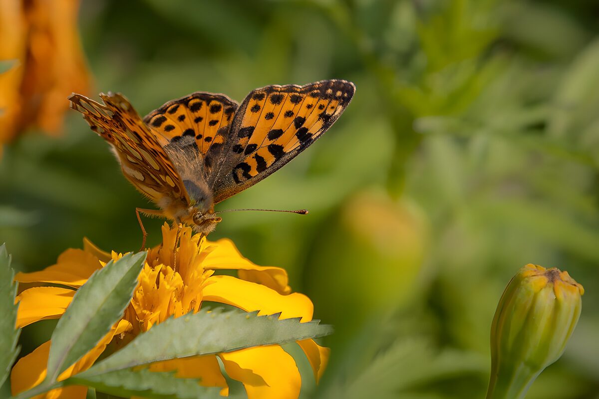 Orange sommerfugl på solgul blomst