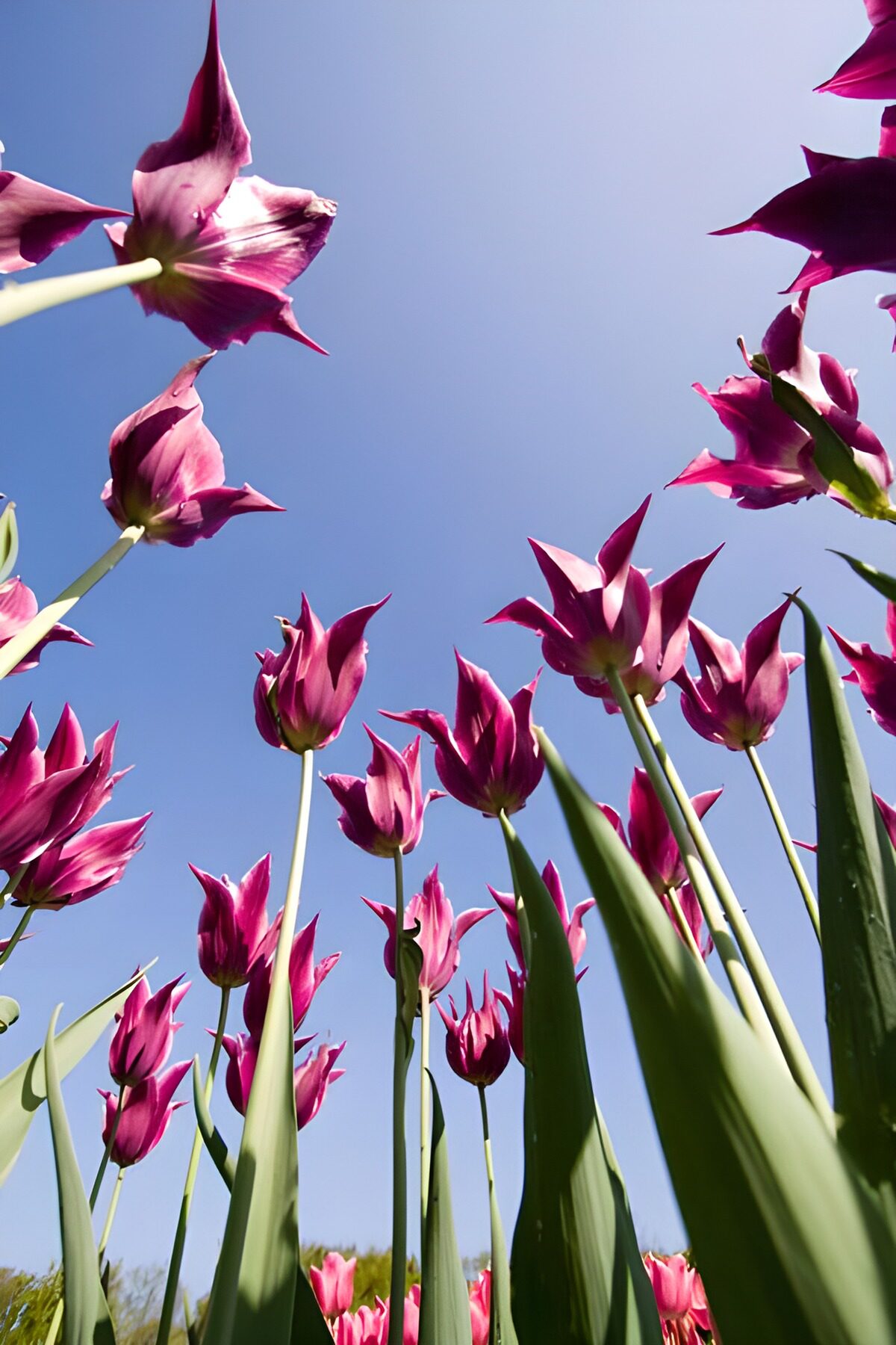 Lyserøde og lilla tulipaner mod blå himmel