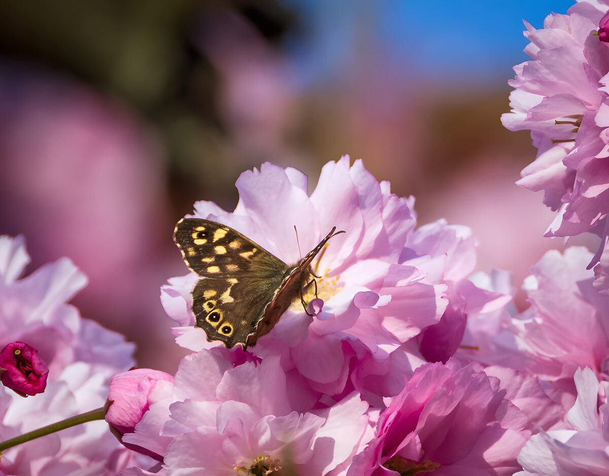 Brun sommerfugl på lyserøde blomster i sol