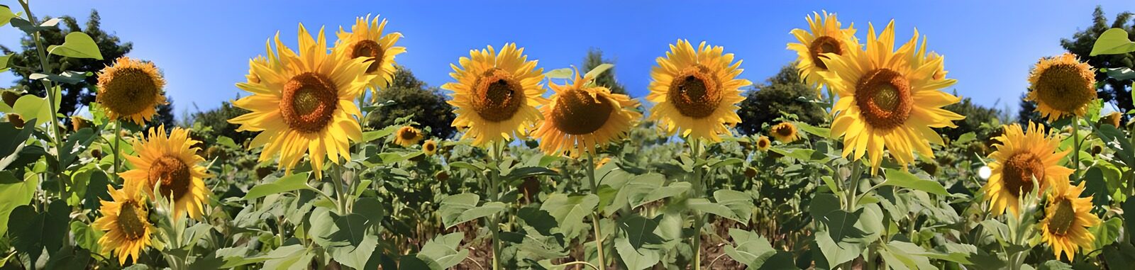 HPDK11830: Gule solsikker under blå himmel