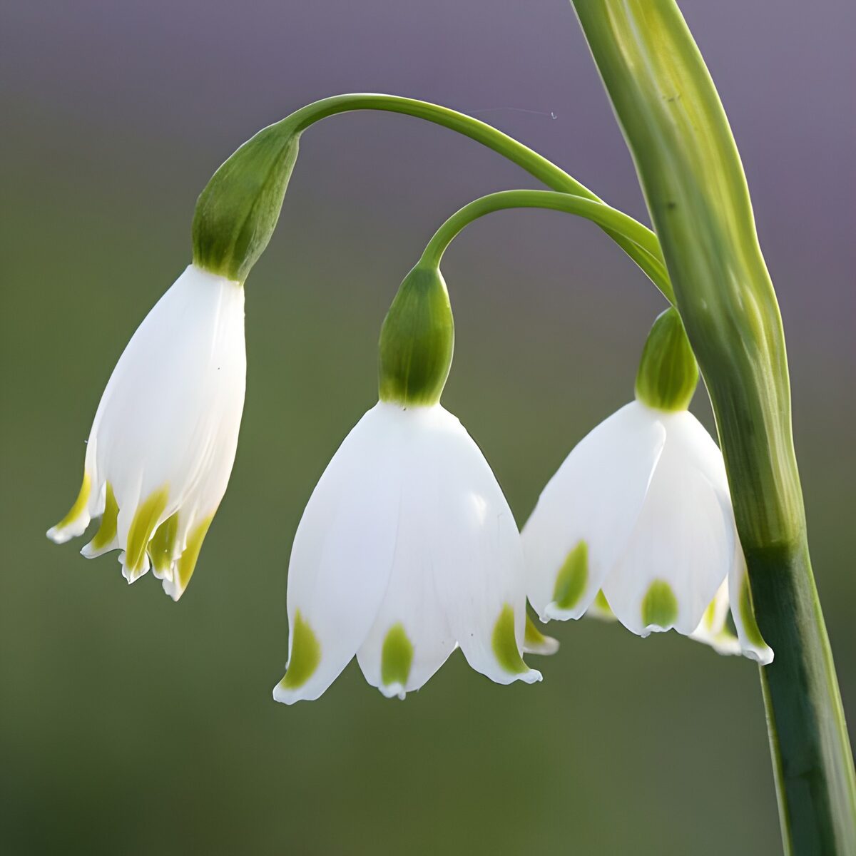 Tre hvide blomster i blødt lys