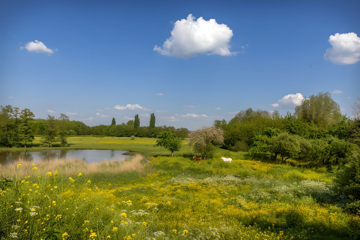 HPDK81671: Heste på en solrig blomstereng