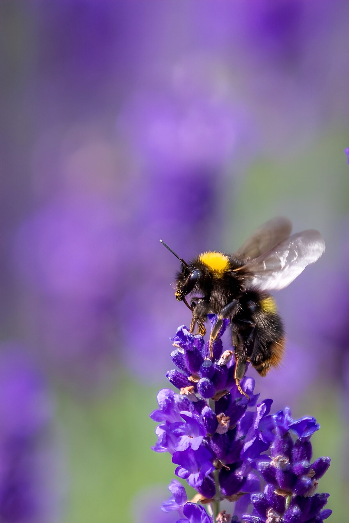 HPDK50720: Humlebi på lilla lavendel i sollys