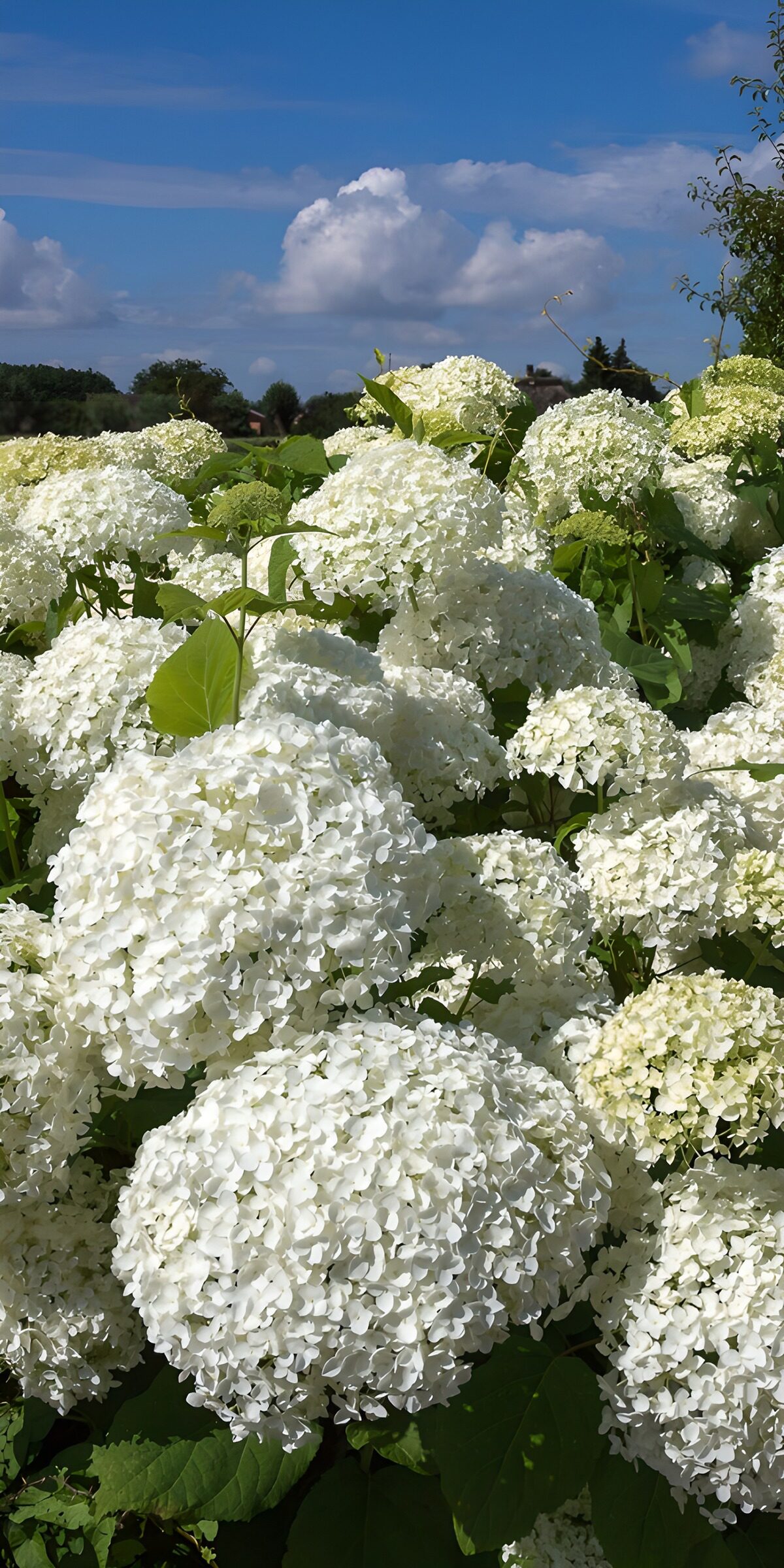 HPDK88182: Hvide hortensiaer under sommerhimlen