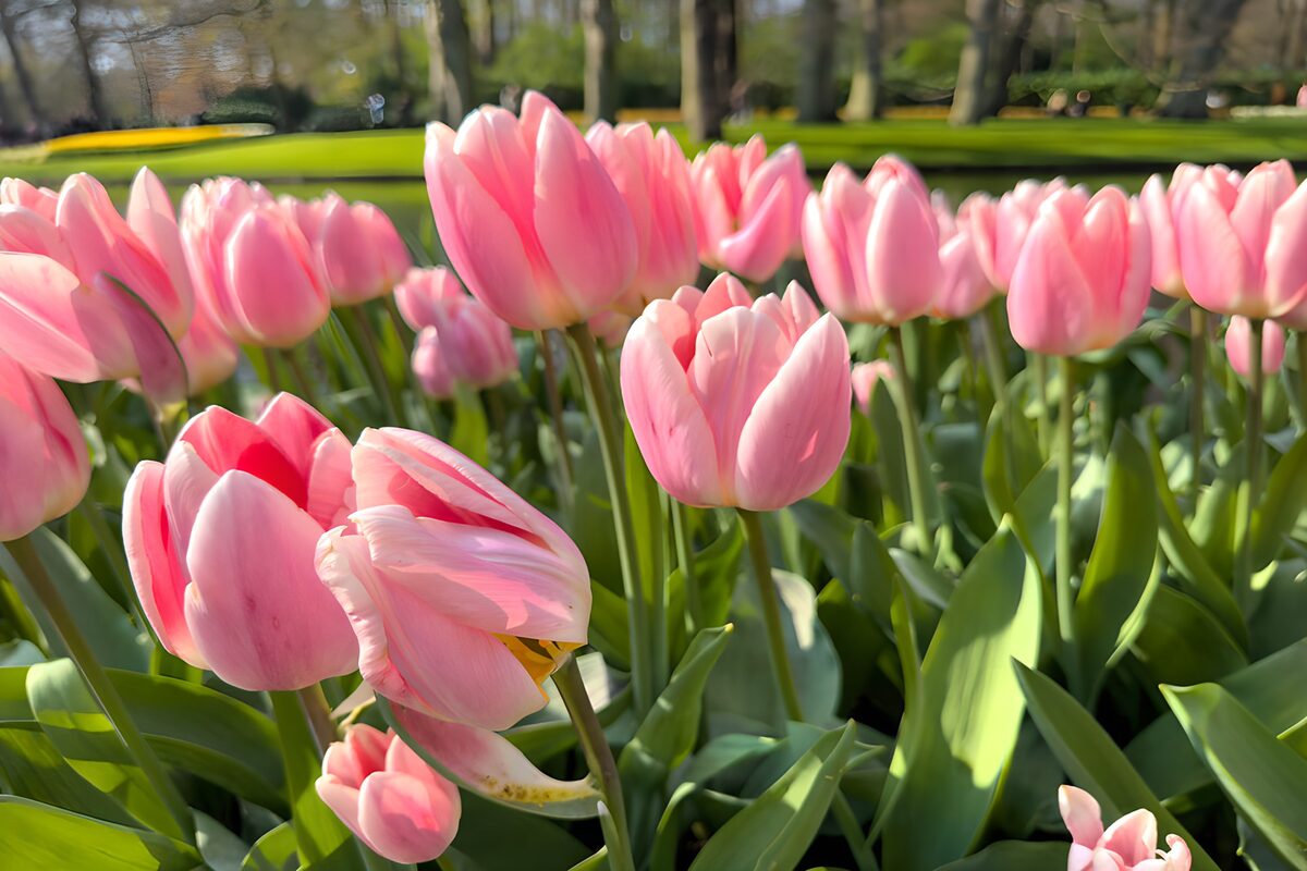 Lyserøde tulipaner i forårssolen