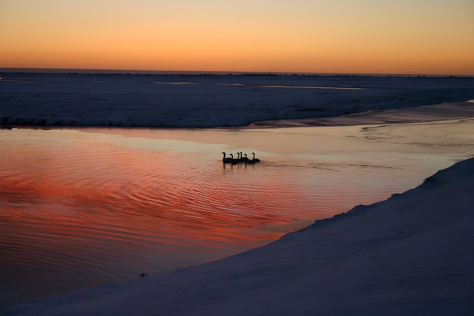 HPDK43805: Vandfugle i vinterens solnedgang