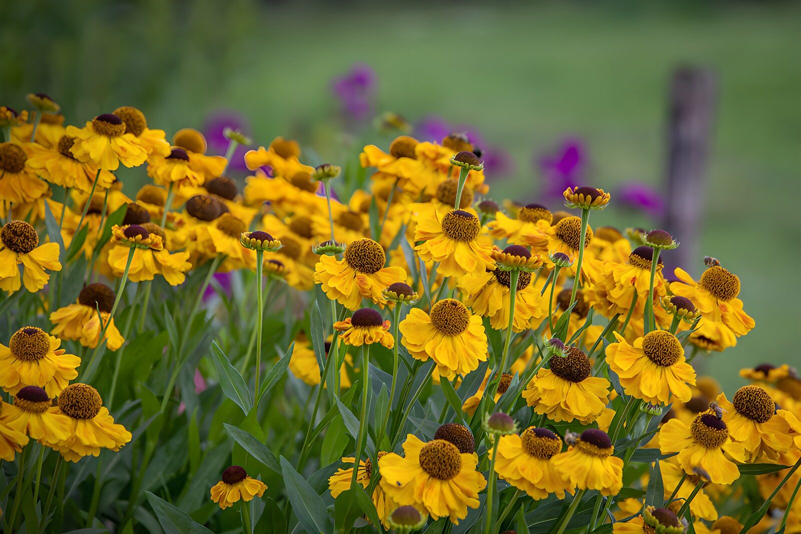 HPDK82391: Gule haveblomster i tæt flor