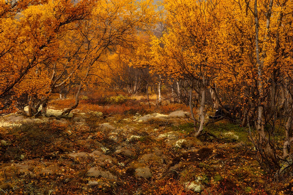 Gyldent efterår i skoven