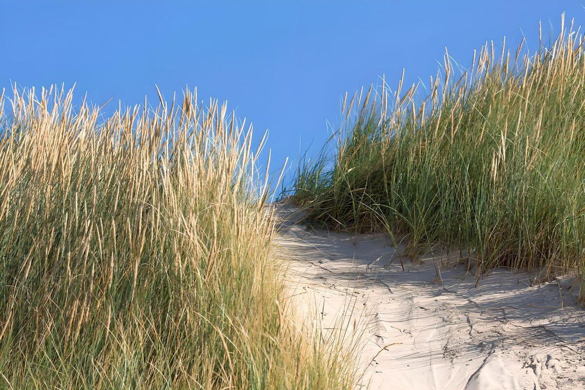 HPDK87986: Sandsti mellem klitter i solskin