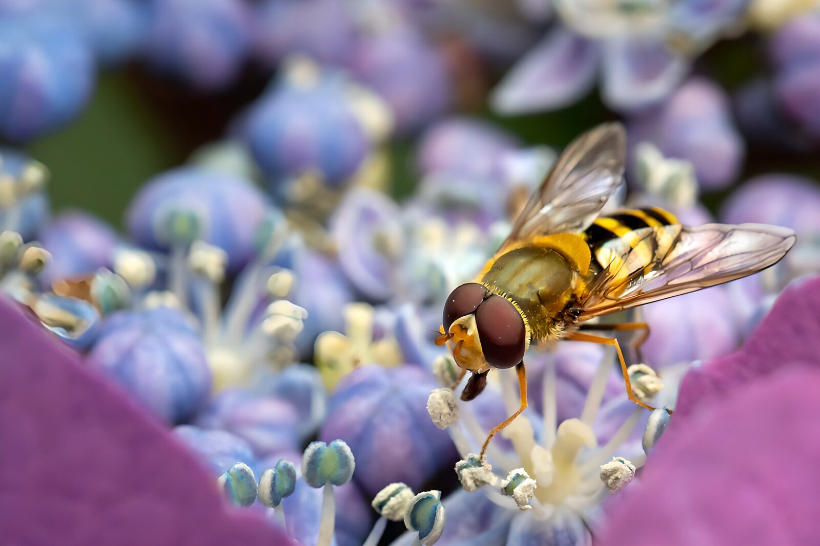 HPDK88534: Svirreflue på blå og lilla blomster