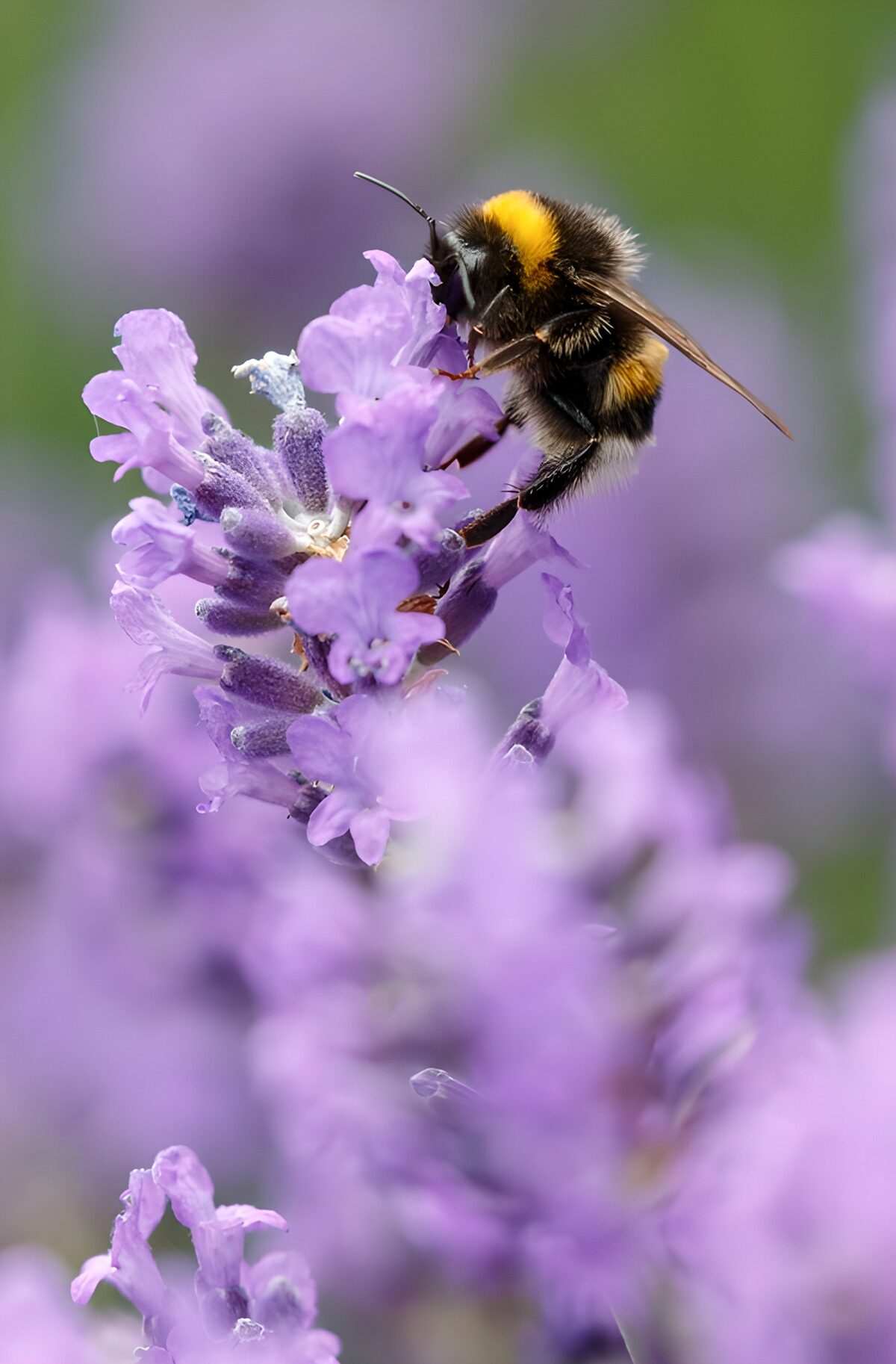 HPDK48615: Humlebi på lavendel i blødt lys