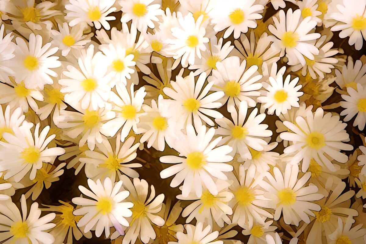 Hvide blomster tæt i tæt